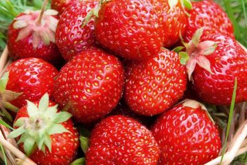 Через втрату значної частини врожаю ціни на полуницю не знизяться Через втрату значної частини врожаю ціни на полуницю не знизяться