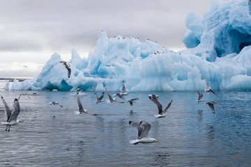 ​NSIDC: Арктика залишиться влітку без льоду