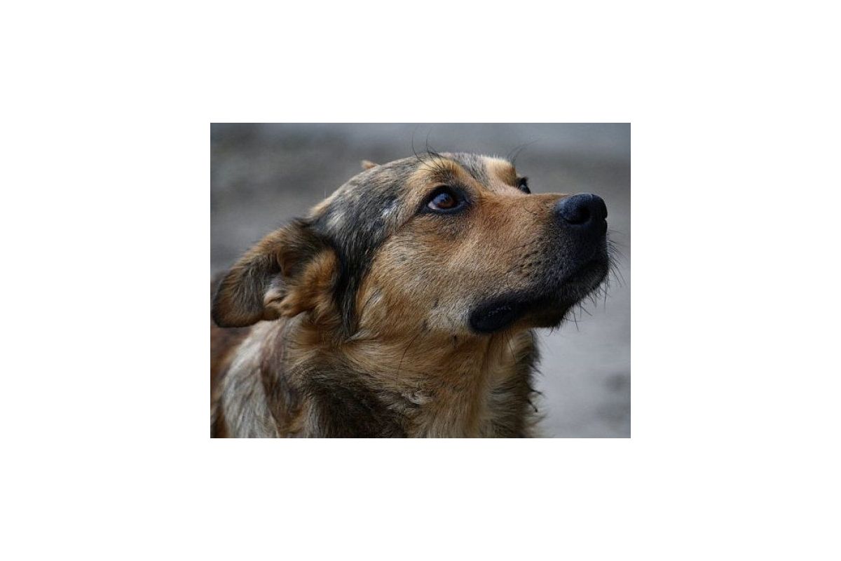 Чому ж  в Україні так багато безпритульних тварин? Чому ж  в Україні так багато безпритульних тварин?