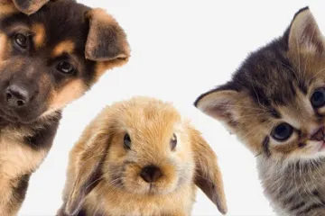 ​Стоп випробовуванням косметики на тваринах! Влада затвердила закон про заборону