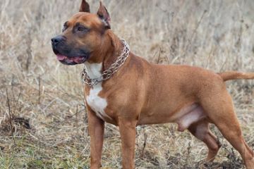 Бійцівський пес ледве не розірвав родину! Таксист, який врятував життя Бійцівський пес ледве не розірвав родину! Таксист, який врятував життя