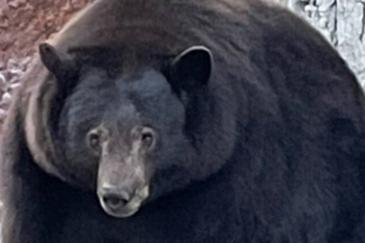 Ведмідь-розбійник  Ведмідь-розбійник