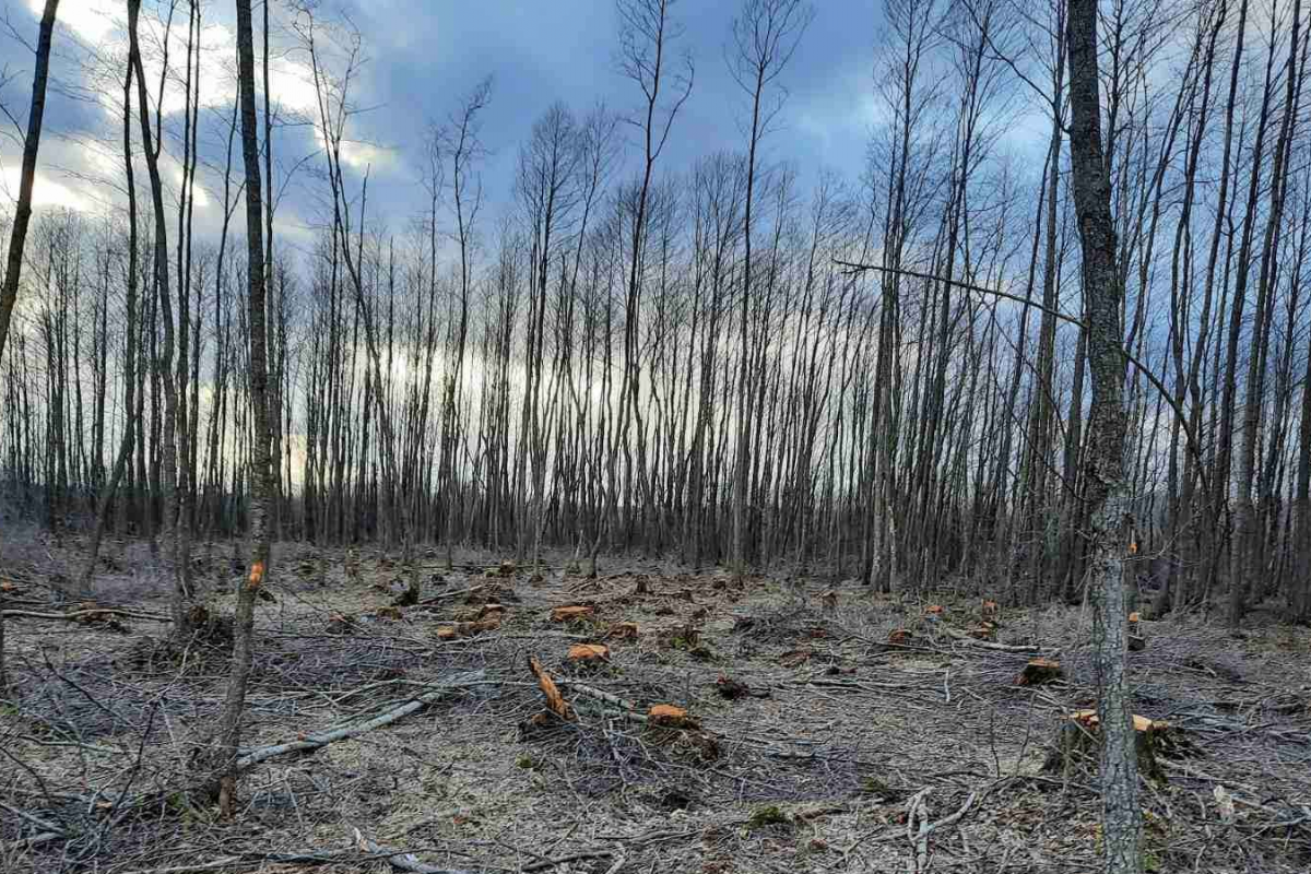 Незаконна вирубка дерев на Волинщині  Незаконна вирубка дерев на Волинщині