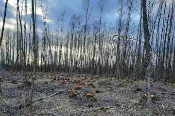​Незаконна вирубка дерев на Волинщині 