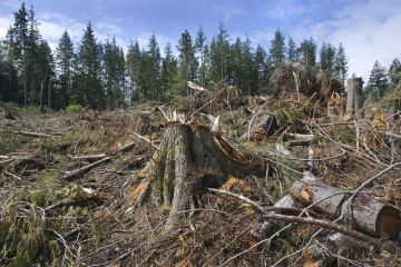 Знищення лісу під Новомосковськом “чорними лісорубами”. Навіщо їм вбивали ліси? Знищення лісу під Новомосковськом “чорними лісорубами”. Навіщо їм вбивали ліси?