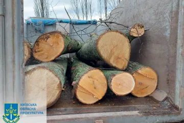 ​Незаконна порубка дерев на понад 2,4 млн грн – судитимуть мешканця Київщини