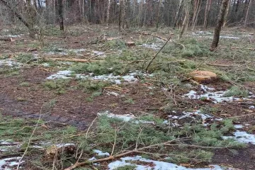 ​Незаконна вирубка дерев на Рівненщині 