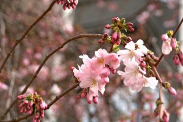 У центрі Мукачева розквітла «шалена» сакура У центрі Мукачева розквітла «шалена» сакура