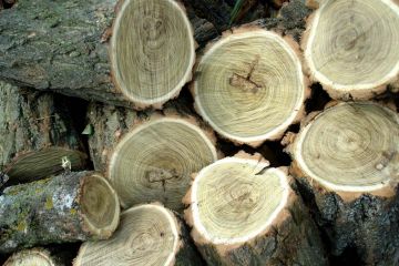 Відшкодування збитків, завданих незаконною порубкою дерев на території ландшафтного заказника, не дає уникнути кримінальної відповідальності Відшкодування збитків, завданих незаконною порубкою дерев на території ландшафтного заказника, не дає уникнути кримінальної відповідальності