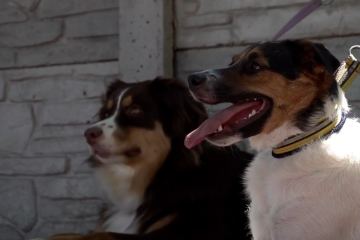 У Дніпрі влаштували кінологічне свято  У Дніпрі влаштували кінологічне свято