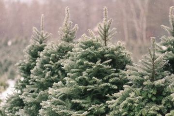 Хто хоче собі на Новий рік ялинку просто з кладовища? Хто хоче собі на Новий рік ялинку просто з кладовища?