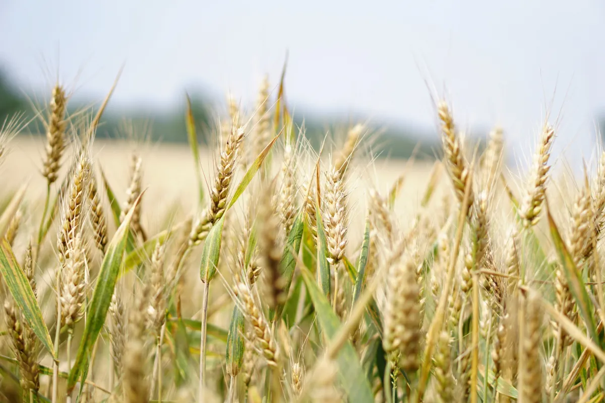 Українські фермери експортували більше ніж 24 мільйони тонн зерна