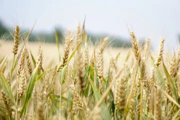 ​Українські фермери експортували більше ніж 24 мільйони тонн зерна