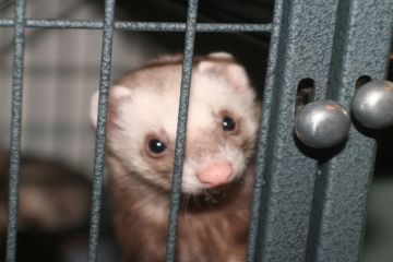 Шуба з шиншили коштує 250 вбитих шиншил, ціна кожушка - 12 вбитих рисей, дитячий полушубок для дівчинки - 45 вбитих норок: про шкуродерні в Україні поговорили з активісткою Всеукраїнського гуманістичного руху UAnimals Катею Голуб Шуба з шиншили коштує 250 вбитих шиншил, ціна кожушка - 12 вбитих рисей, дитячий полушубок для дівчинки - 45 вбитих норок: про шкуродерні в Україні поговорили з активісткою Всеукраїнського гуманістичного руху UAnimals Катею Голуб