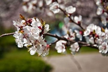 Наступного тижня в Україну прийде похолодання Наступного тижня в Україну прийде похолодання