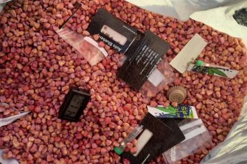 Собака для відволікання, кукурудза — для приховування: прикордонники виявили креативного наркокур`єра Собака для відволікання, кукурудза — для приховування: прикордонники виявили креативного наркокур`єра