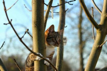В Україні суттєво потеплішає В Україні суттєво потеплішає