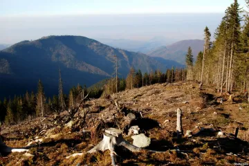 ​Верховна Рада спростила вирубку лісів Карпат, - екологи