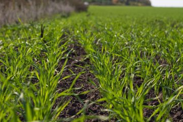 Українцям обіцяють високий врожай озимих зернових Українцям обіцяють високий врожай озимих зернових