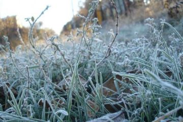 У найближчі три дні в Україні очікуються нічні заморозки У найближчі три дні в Україні очікуються нічні заморозки