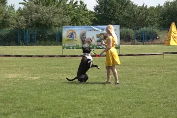 ​У Дніпрі собаки змагалися за першість в танцях
