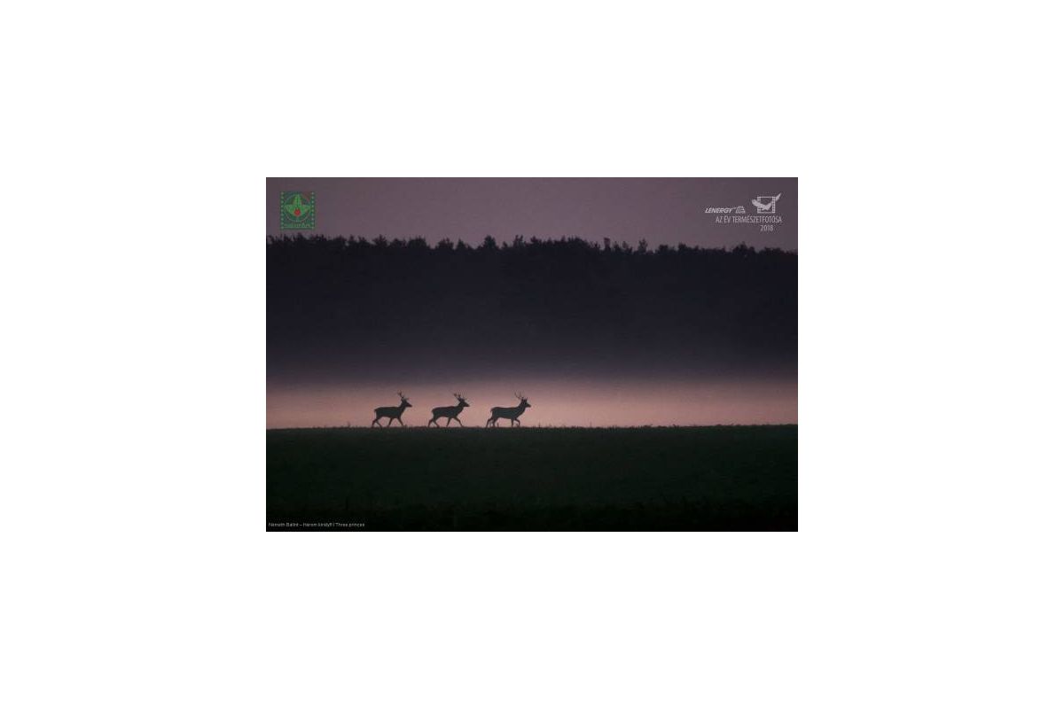 Виставка «ЛЕНЕРДЖІ – кращі фото природи» (переможці конкурсу Спілки фотографів природи Угорщини NaturArt-2018) 01 липня – 30 серпня 2020 р. Виставка «ЛЕНЕРДЖІ – кращі фото природи» (переможці конкурсу Спілки фотографів природи Угорщини NaturArt-2018) 01 липня – 30 серпня 2020 р.