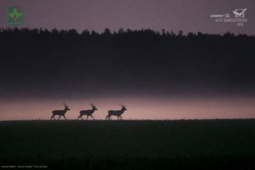 Виставка «ЛЕНЕРДЖІ – кращі фото природи» (переможці конкурсу Спілки фотографів природи Угорщини NaturArt-2018) 01 липня – 30 серпня 2020 р. Виставка «ЛЕНЕРДЖІ – кращі фото природи» (переможці конкурсу Спілки фотографів природи Угорщини NaturArt-2018) 01 липня – 30 серпня 2020 р.