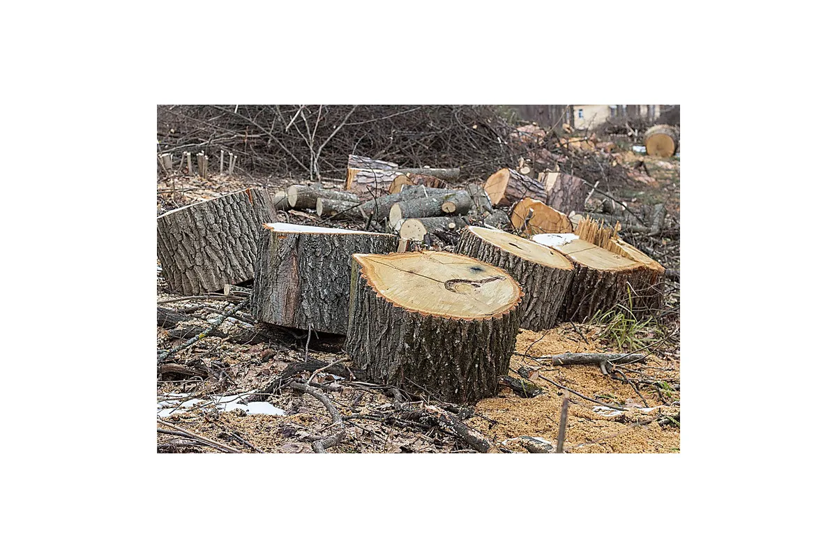 Прокуратура вимагає відшкодування майже 300 тис грн збитків, завданих незаконною порубкою лісу 