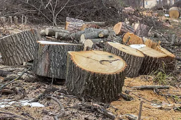 ​Прокуратура вимагає відшкодування майже 300 тис грн збитків, завданих незаконною порубкою лісу 