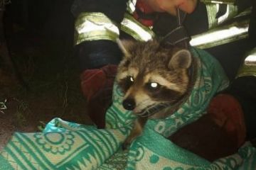 У Новомосковську рятувальники зняли з дерева єнота-втікача У Новомосковську рятувальники зняли з дерева єнота-втікача