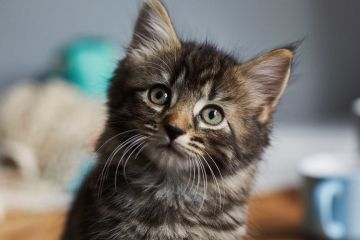 5 причин, чому вам потрібно завести котика 5 причин, чому вам потрібно завести котика