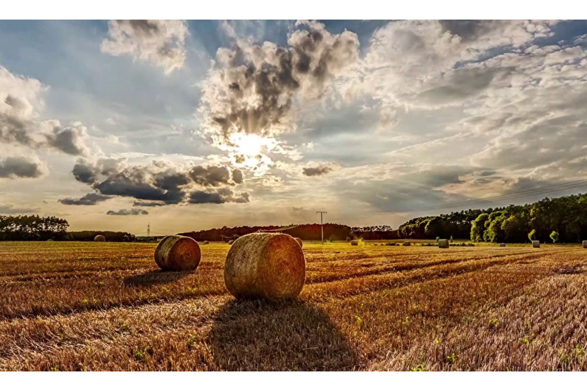 Прокуратура вимагає від фермерського господарства повернути земельну ділянку вартістю понад 8 млн грн Прокуратура вимагає від фермерського господарства повернути земельну ділянку вартістю понад 8 млн грн