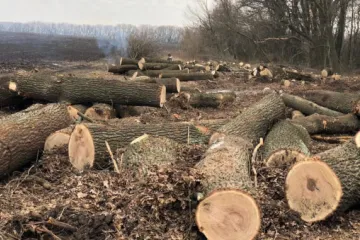 ​За незаконну порубку дерев на майже 800 тис грн зловмисник постане перед судом