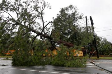 Мережа IKEA на варті заліснення Землі Мережа IKEA на варті заліснення Землі