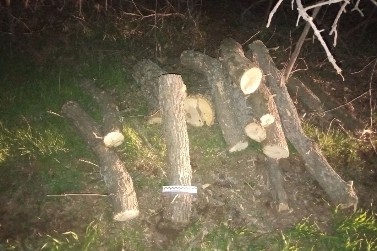 Чоловіку повідомлено про підозру у незаконній порубці дерев, що завдало шкоду на понад 125 тис грн Чоловіку повідомлено про підозру у незаконній порубці дерев, що завдало шкоду на понад 125 тис грн