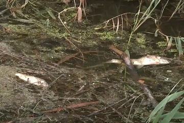 У річці Томаківка сталася масова загибель риби  У річці Томаківка сталася масова загибель риби