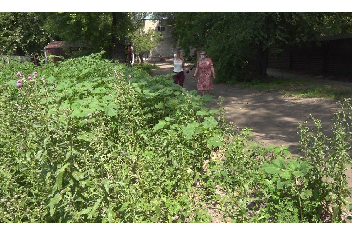 У Дніпрі на боротьбу з амброзією виділили 12 млн. гривень У Дніпрі на боротьбу з амброзією виділили 12 млн. гривень