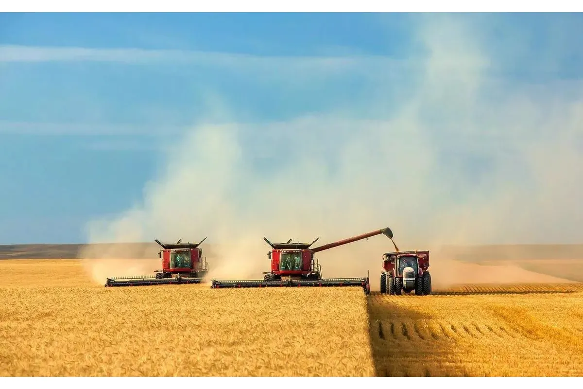 У світі зростає  попит на українську пшеницю