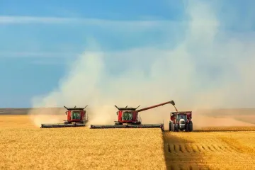 ​У світі зростає  попит на українську пшеницю