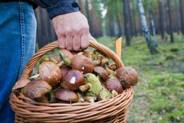 Родина з Кривого Рогу отруїлася грибами, мати й донька померли Родина з Кривого Рогу отруїлася грибами, мати й донька померли