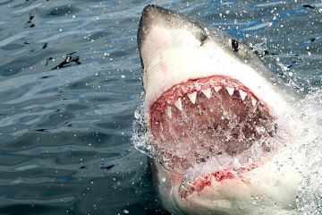 В Египте акула напала на семью украинцев, ребенок лишился руки  В Египте акула напала на семью украинцев, ребенок лишился руки