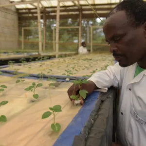 ​Мрійник у Руанді вирощує картоплю в повітрі