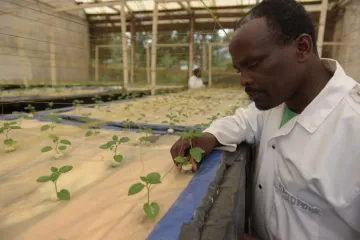 ​Мрійник у Руанді вирощує картоплю в повітрі