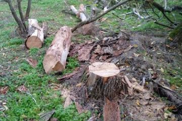 За незаконну порубку ясенів чоловіку загрожує до 3 років позбавлення волі   За незаконну порубку ясенів чоловіку загрожує до 3 років позбавлення волі