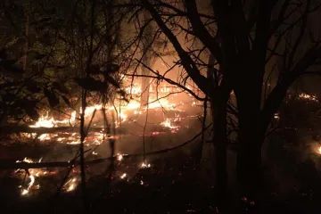 ​На Дніпропетровщині гасили пожежу, яка пошкодила 8 га лісу