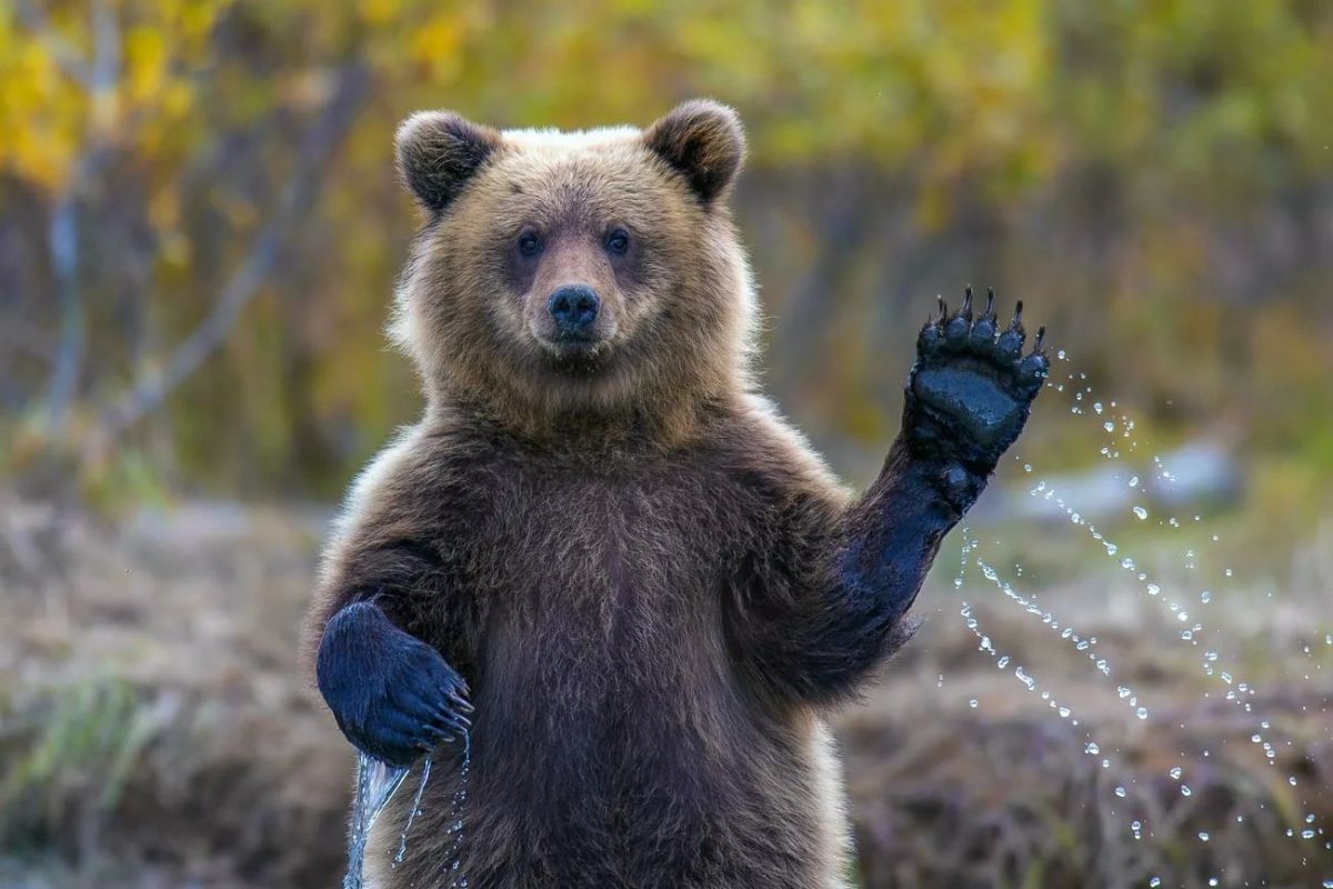 До чого призведе вимирання тварин?