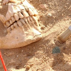 ДНК-аналіз виявив невидимих вбивць військ Наполеона в Росії ДНК-аналіз виявив невидимих вбивць військ Наполеона в Росії