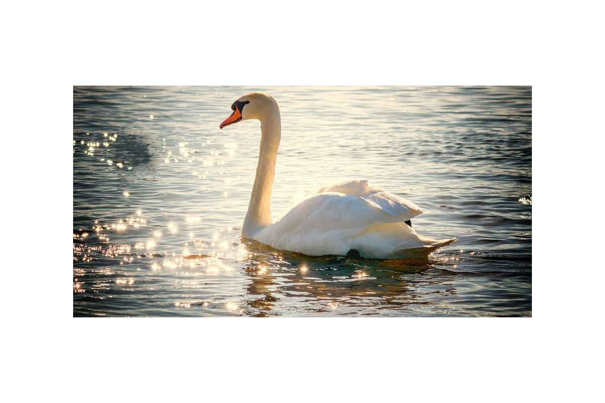 Лебедина вірність Лебедина вірність