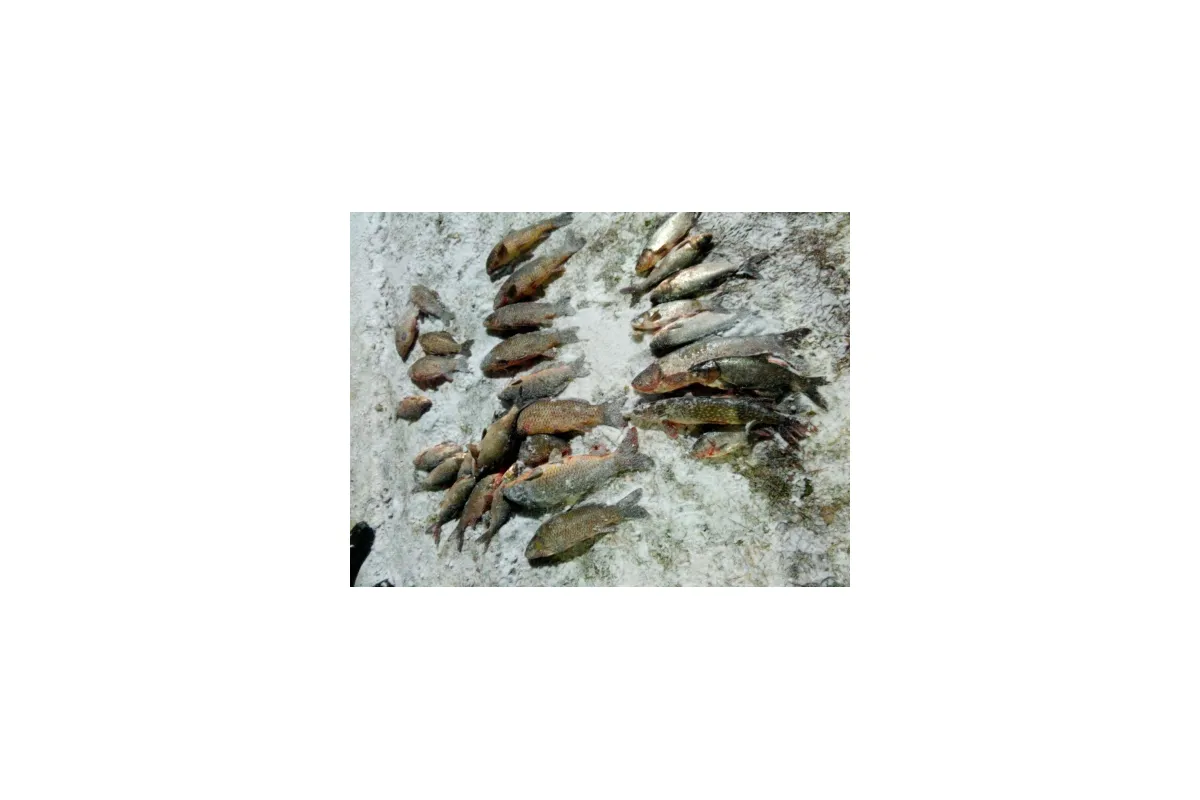 У Балабинській затоці порушник добув 30 кг риби, - Запорізький рибоохоронний патруль