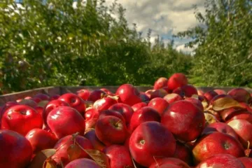 ​Буковина вирощує найбільше яблук серед інших регіонів
